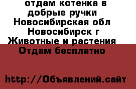 отдам котенка в добрые ручки - Новосибирская обл., Новосибирск г. Животные и растения » Отдам бесплатно   